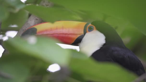 Naturlandskap Fågelskådning Exotisk Toco Toucan Ramphastos Toco Med Levande Stor — Stockvideo