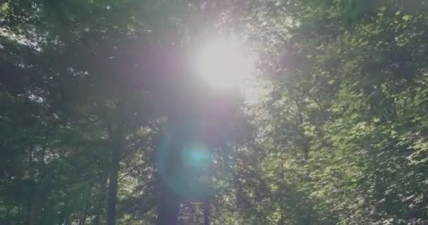 Sunlight Flares Egzotycznych Drzew Gyllebo Południowej Szwecji Niski Kąt Szeroki — Wideo stockowe