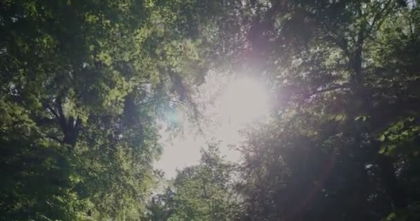 Tiroteio Luz Solar Desvanece Através Árvores Exóticas Folhas Verdes Gyllebo — Vídeo de Stock