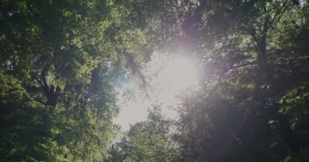 Luce Del Sole Che Spara Brillamenti Attraverso Alberi Esotici Foglie — Video Stock