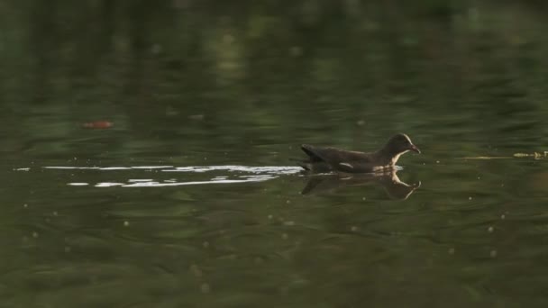 Moorhen Hembra Nadando Lago Tranquilo Cámara Lenta — Vídeos de Stock