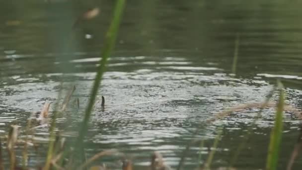 Zwarte Getufte Eend Die Uit Het Water Komt Het Voeden — Stockvideo