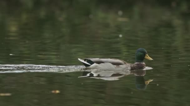 Malard Duck Swimming Calm Lake Slow Motion — Stock Video