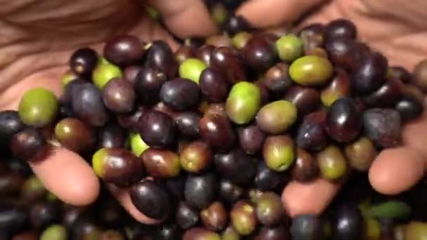 Harvested Fresh Organic Olives Hands Farmer Close Static View — Stock Video