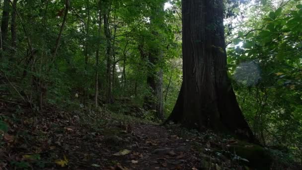 Foto Panoramica Uomo Che Cammina Sentiero Vicino Fiume Maremeck Nel — Video Stock