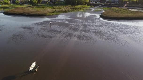 Aerial Tracking Shot Man Surfboard Dog Walking Mainland Surfing River — Stock Video
