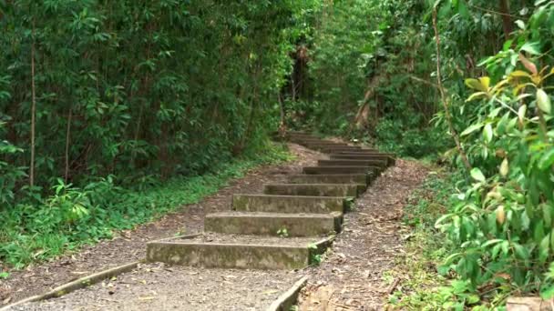 Primer Plano Escaleras Pavimentadas Que Conducen Selva Verde Profunda Hawai — Vídeos de Stock