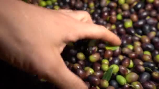 Mano Hombre Recoge Aceitunas Multicolores Después Cosecha Primer Plano Estático — Vídeos de Stock