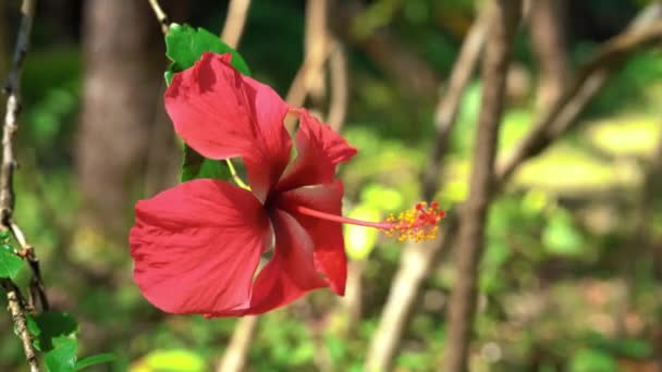 Güneş Işığı Altında Hawaii Yetişen Tropik Kırmızı Çiçeğe Yakın — Stok video