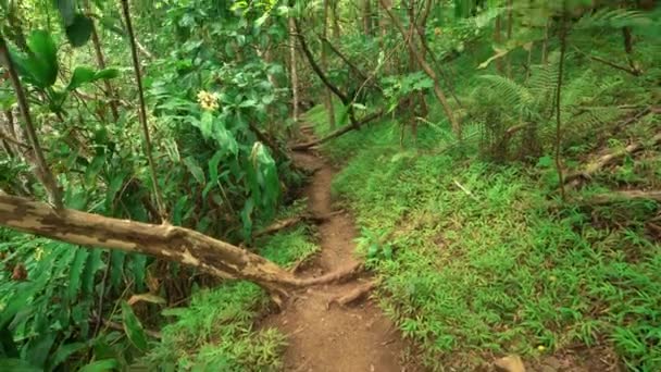 Plantes Poussant Profondeur Dans Jungle Vallée Iao Avec Chemin Étroit — Video