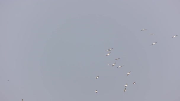 Een Zwerm Van Pelikanen Vliegen Lucht Lage Hoek Schot — Stockvideo