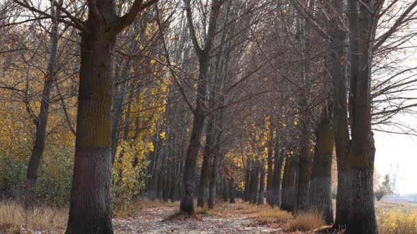 Foresta Autunnale Con Alberi Spogli Alcune Foglie Gialle Colpo Statico — Video Stock