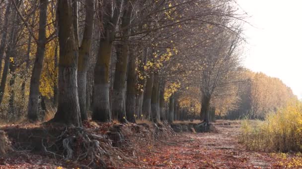 Листья Деревьев Колеблются Осенним Бризом Возле Деревни Медленное Движение Статическое — стоковое видео