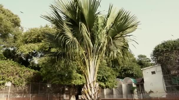 Pakistan Karaçi Deki Bahçe Alanındaki Büyük Palmiye Ağacı — Stok video