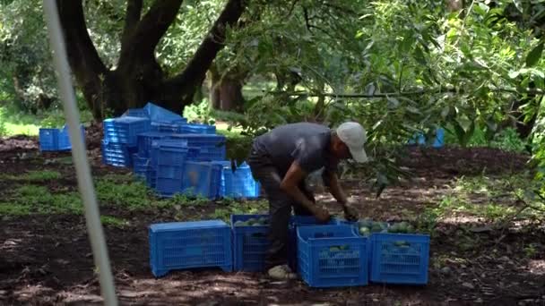 Caixas Azuis Cheias Abacates Hass Sendo Classificadas Durante Colheita México — Vídeo de Stock