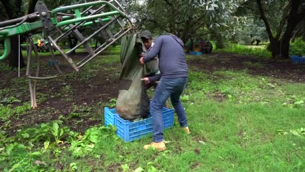 Hass Aguacates Siendo Arrojado Cajas Azules Por Dos Hombres Hispanos — Vídeo de stock