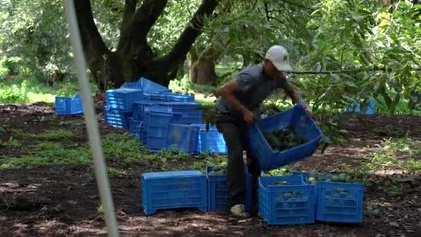 Hispânico Homem Esvazia Caixa Azul Cheia Abacates Durante Colheita México — Vídeo de Stock