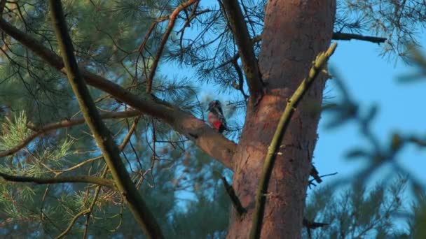 啄木鸟在一棵树上爬行4K 60Fps — 图库视频影像