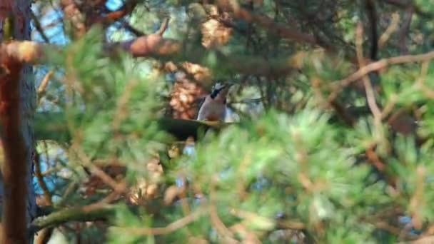 Pájaro Carpintero Golpeando Árbol 60Fps — Vídeos de Stock