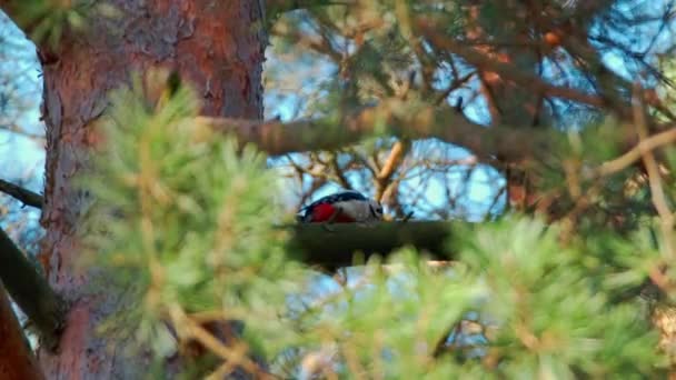 啄木鸟坐在一根4K 60Fps的树枝上 — 图库视频影像