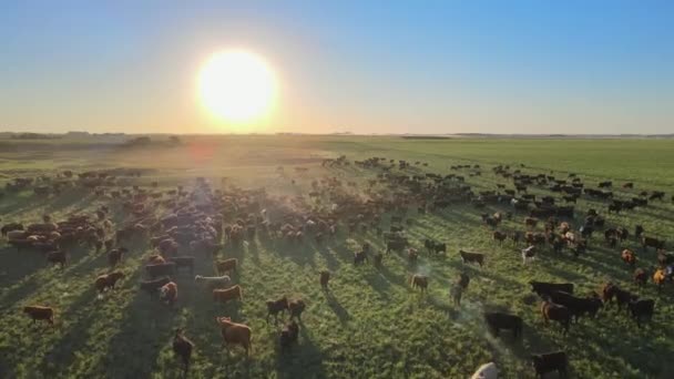 Tiro Aéreo Captura Vista Espetacular Paisagem Fazenda Com Aberdeen Angus — Vídeo de Stock