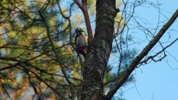 Woodpecker Bít Strom Super Zpomalení 240Fps — Stock video