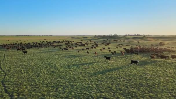 アバディーンアンガス牛の大きな群れの上に空中パン信じられないほどの夕日を明らかにするために広大な緑の牧草地に移動 — ストック動画