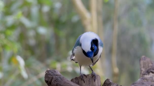 Hermosa Fauna Verde Jay Birds Encaramado Rama Volando Lejos Selva — Vídeos de Stock