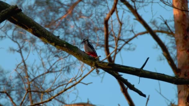 Specht Hypt Auf Einem Baum 60Fps — Stockvideo