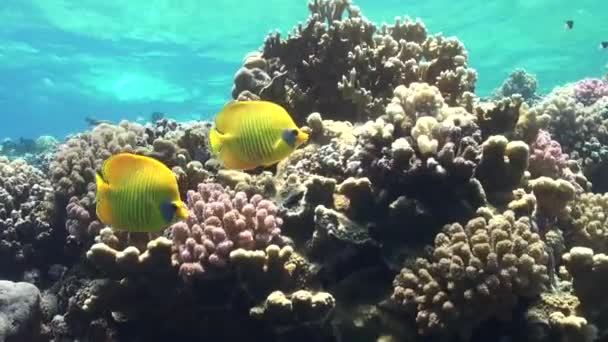 Dos Butterflyfish Amarillos Acercan Los Arrecifes Coral Poco Profundos — Vídeos de Stock
