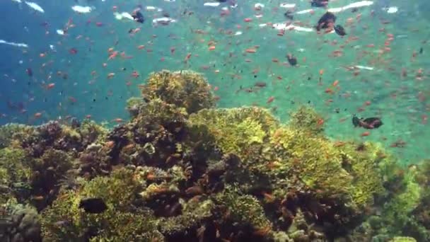 紅海の浅瀬でオレンジ色のサンゴ礁の魚とサンゴ礁の風景 — ストック動画