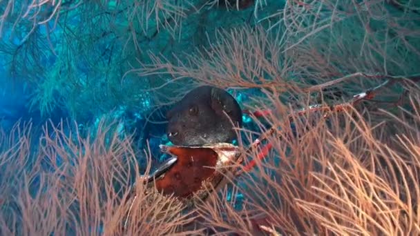 Pufferfish Mezi Černými Korály Tropických Korálových Útesech — Stock video