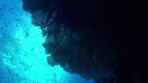 大海扇和珊瑚礁鱼群的轮廓在海面上闪烁着阳光 — 图库视频影像