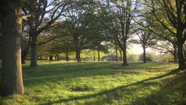 천천히 앞으로 나아가 아름다운 나무를 석양에 늘어선 공원을 — 비디오