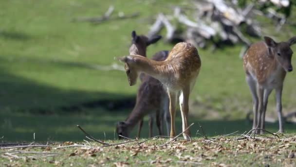 Jovens Cervos Vida Selvagem Pastando Campo Grama Rural Durante Dia — Vídeo de Stock