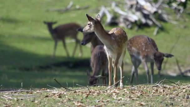 Lindo Bebé Roe Caminando Pasto Con Siguiente Familia Fondo Forrajeo — Vídeos de Stock