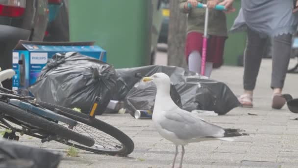 Pemandangan Perching Seagull Cobblestone Sidewalk Fly Away Daytime Pergerakan Lambat — Stok Video