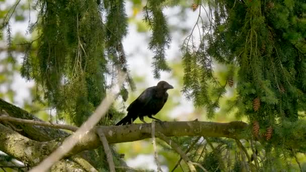 秋の晴れた日には野生の黒いカラスが倒れ モミの木の枝を歩いています トラックショットを閉じます 自然の中でバードウォッチングの高品質を証明 — ストック動画