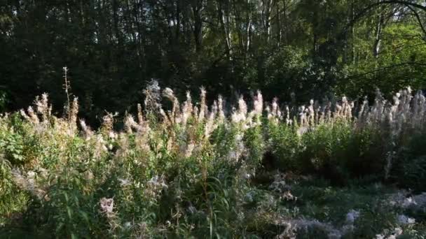 Statisk Syn Det Vakre Chamaenerion Angustifolium Blomstrende Plante Som Også – stockvideo