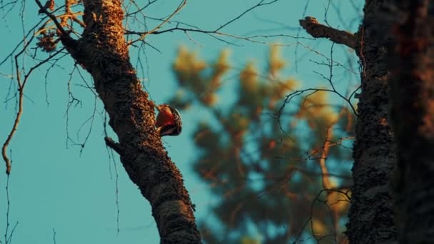 啄木鸟以超慢速240英尺的速度在树上爬行 — 图库视频影像