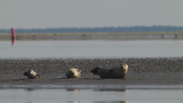 Sea Lions Descansando Alta Mar Con Océano Bokeh Segundo Plano — Vídeos de Stock