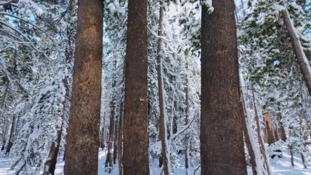 美丽的猛犸象林中飘落的粉末雪 倾斜的景色 — 图库视频影像