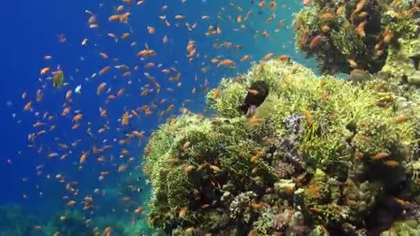 紅海の近くにはサンゴとオレンジ色のアンティアスの魚がいるサンゴ礁 — ストック動画