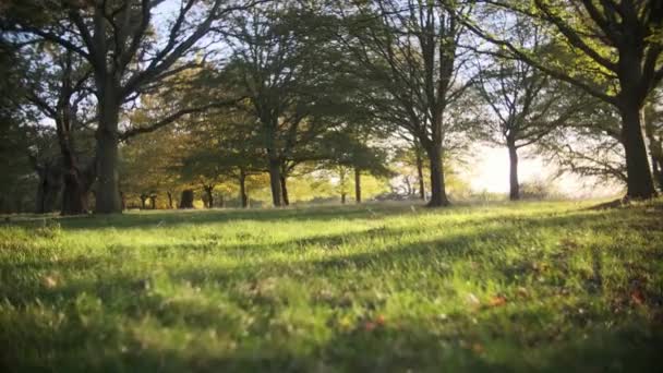 低Povショットの小さな動物を通して草で満たされた公園で日没 — ストック動画