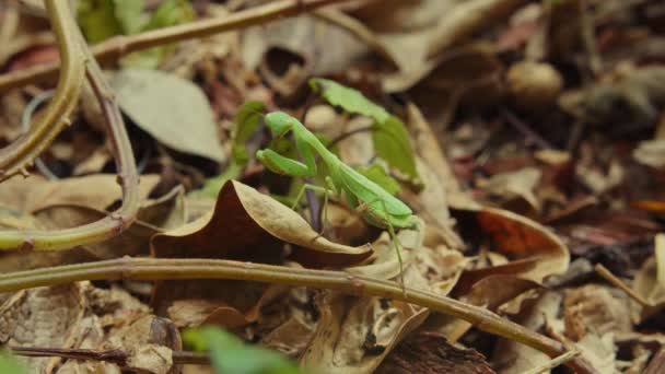Gröna Bön Mantis Står Stilla Distinkt Hållning Torra Blad Närbild — Stockvideo