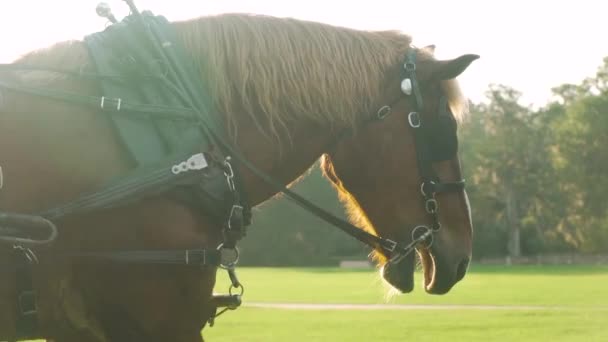 日出时分 一匹棕色的马在南卡罗来纳州的一个低地种植园拉着一辆马车 — 图库视频影像