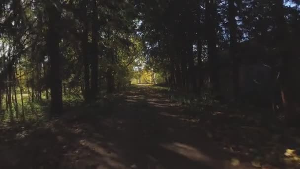 Camino Entre Los Árboles Cubierto Con Hojas Otoño Día Soleado — Vídeos de Stock