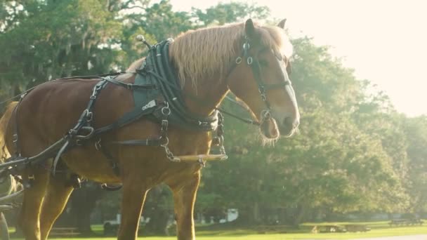 Een Groot Paard Trekt Een Koets Een Plantage Het Laagland — Stockvideo
