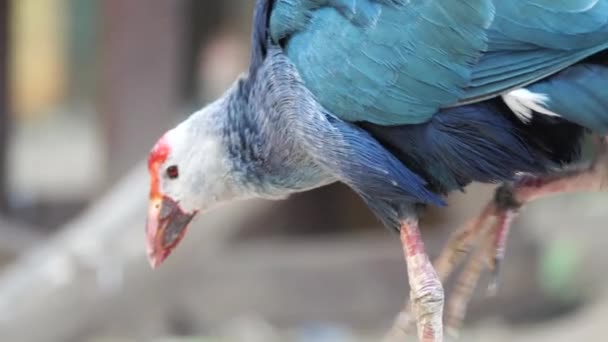 Primo Piano Video Piccolo Uccello Esotico Mentre Cammina Fuori Pomeriggio — Video Stock