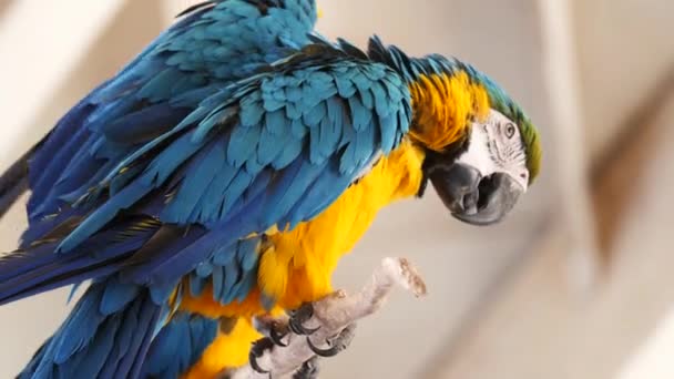 Two Blue Gold Macaws Perched Tall Stem Molting Helping Each — Stock Video